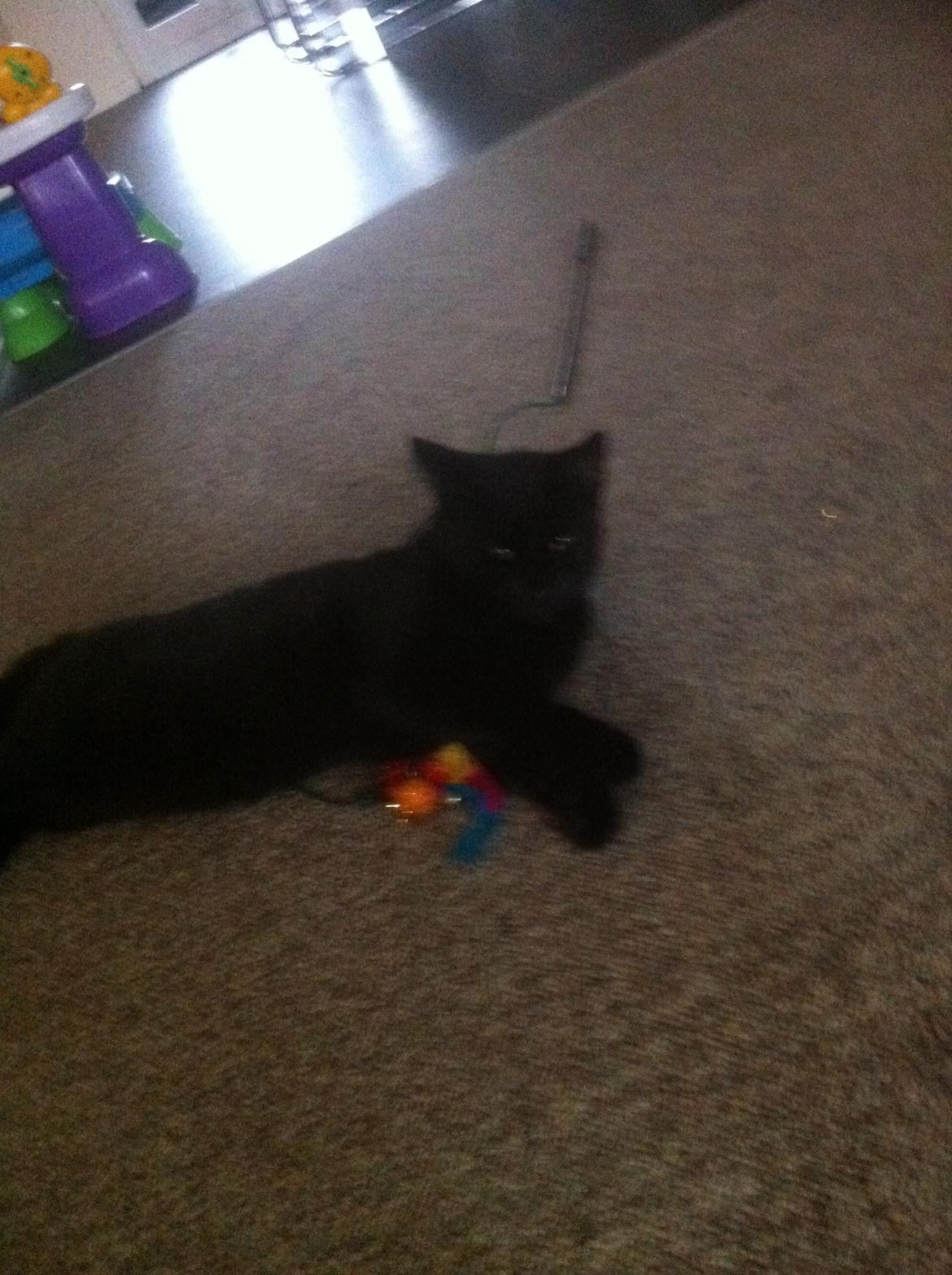 Huskat Kitty billede 10