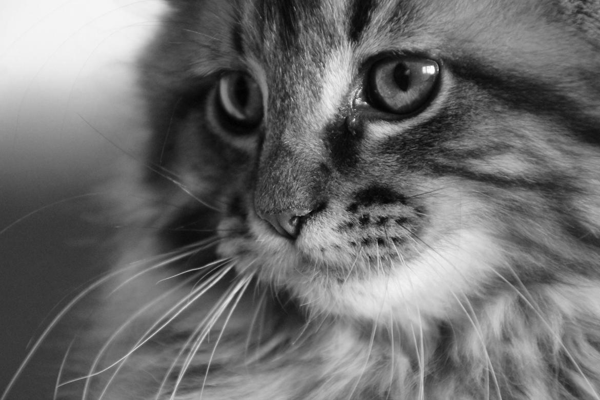 Maine Coon McAmigo billede 22
