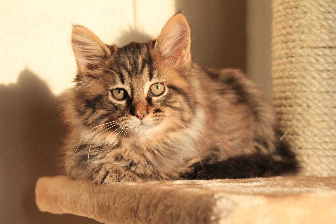 Maine Coon McAmigo billede 23