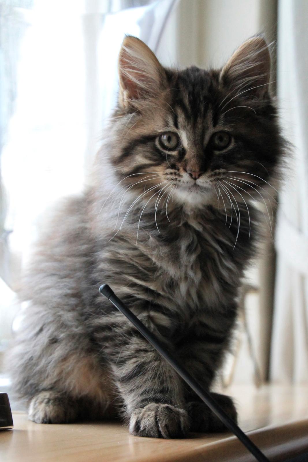 Maine Coon McAmigo billede 24