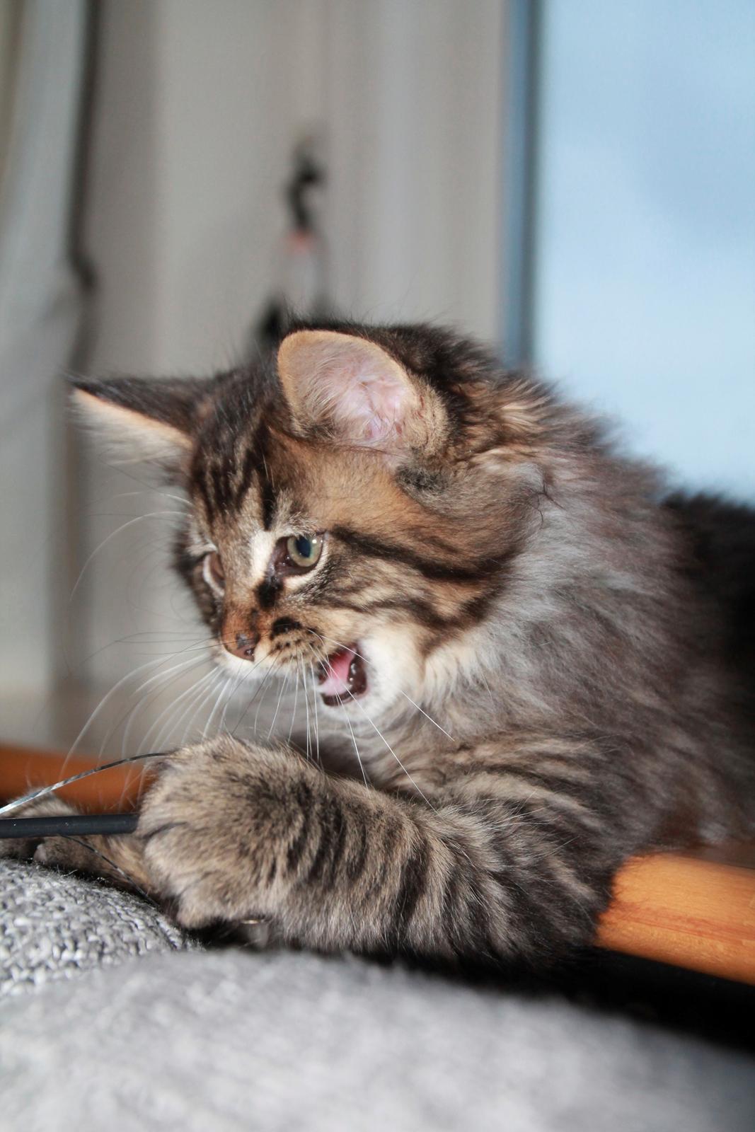 Maine Coon McAmigo billede 25