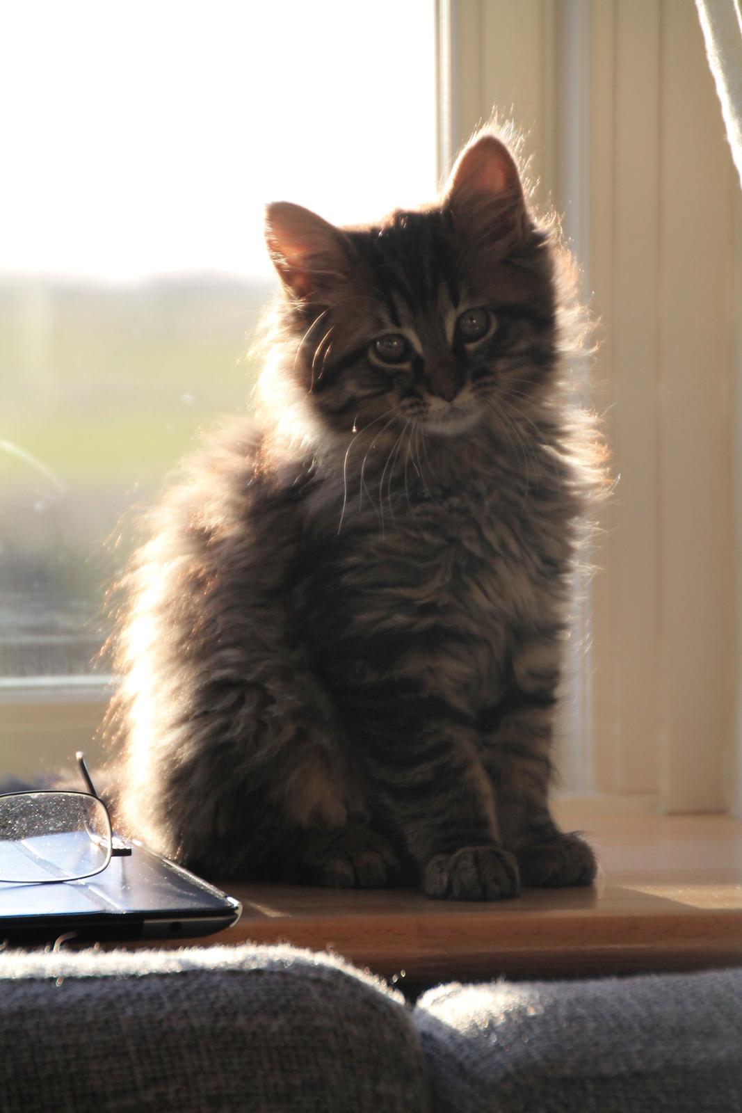 Maine Coon McAmigo billede 26