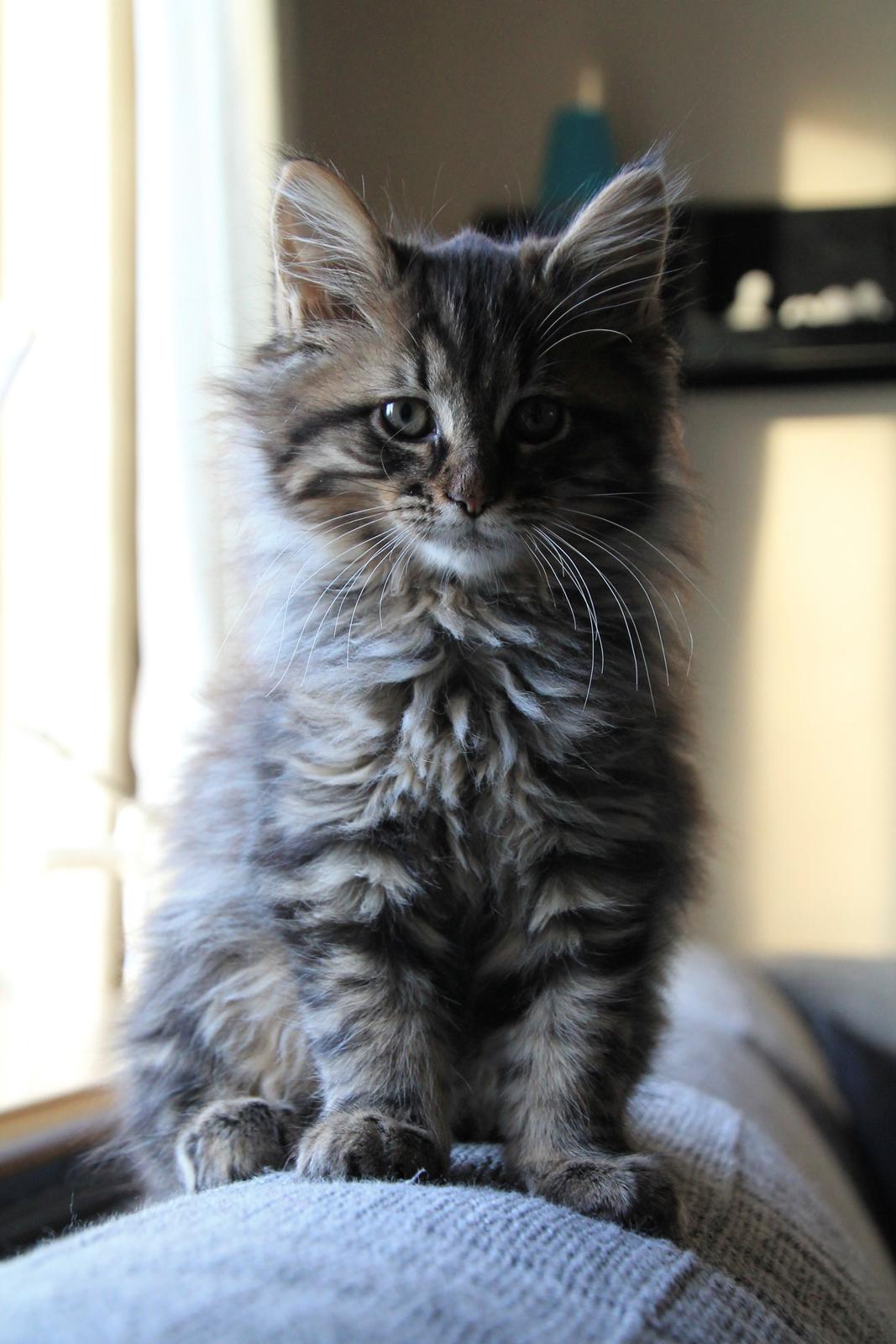 Maine Coon McAmigo billede 27