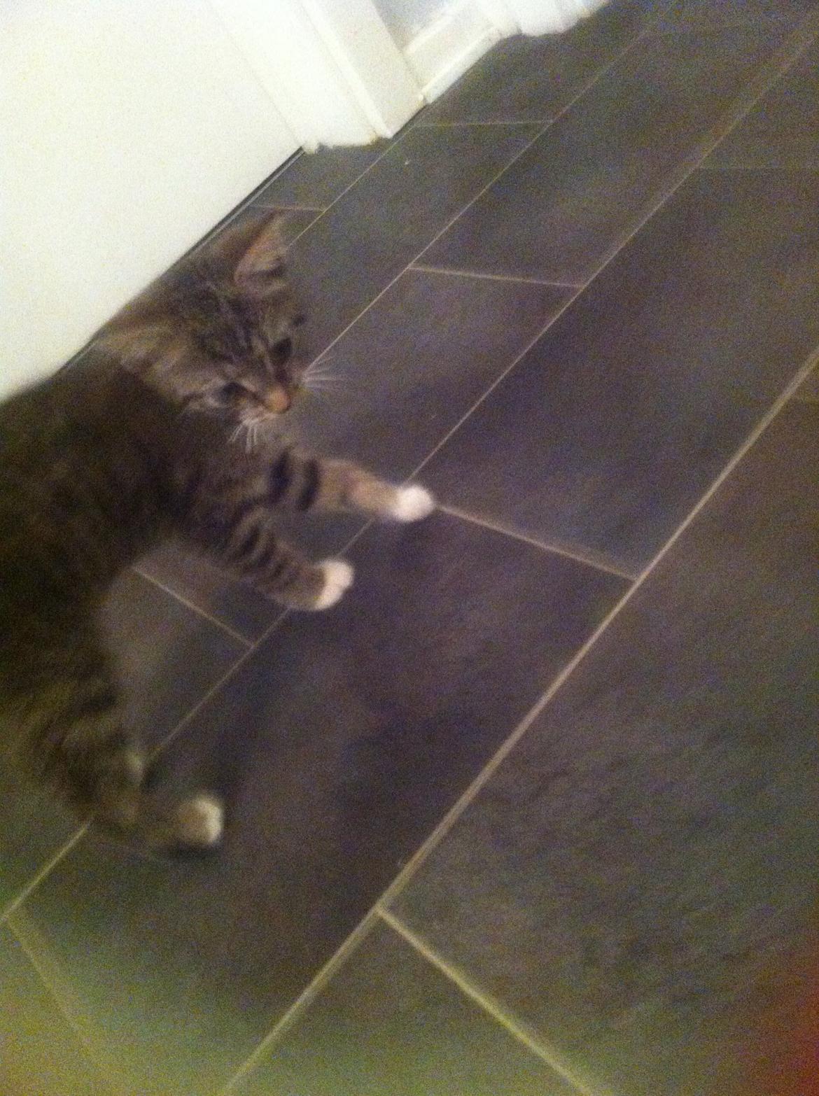 Blanding af racer Bella billede 1