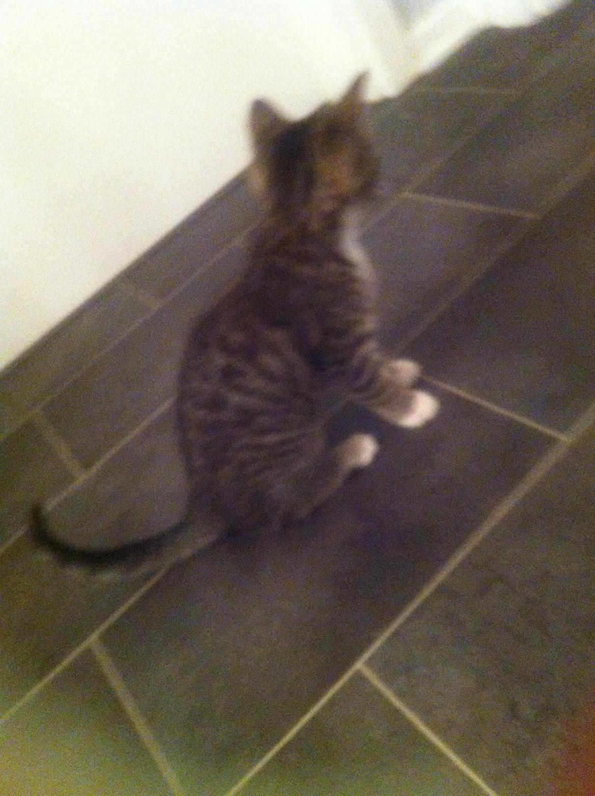 Blanding af racer Bella billede 2