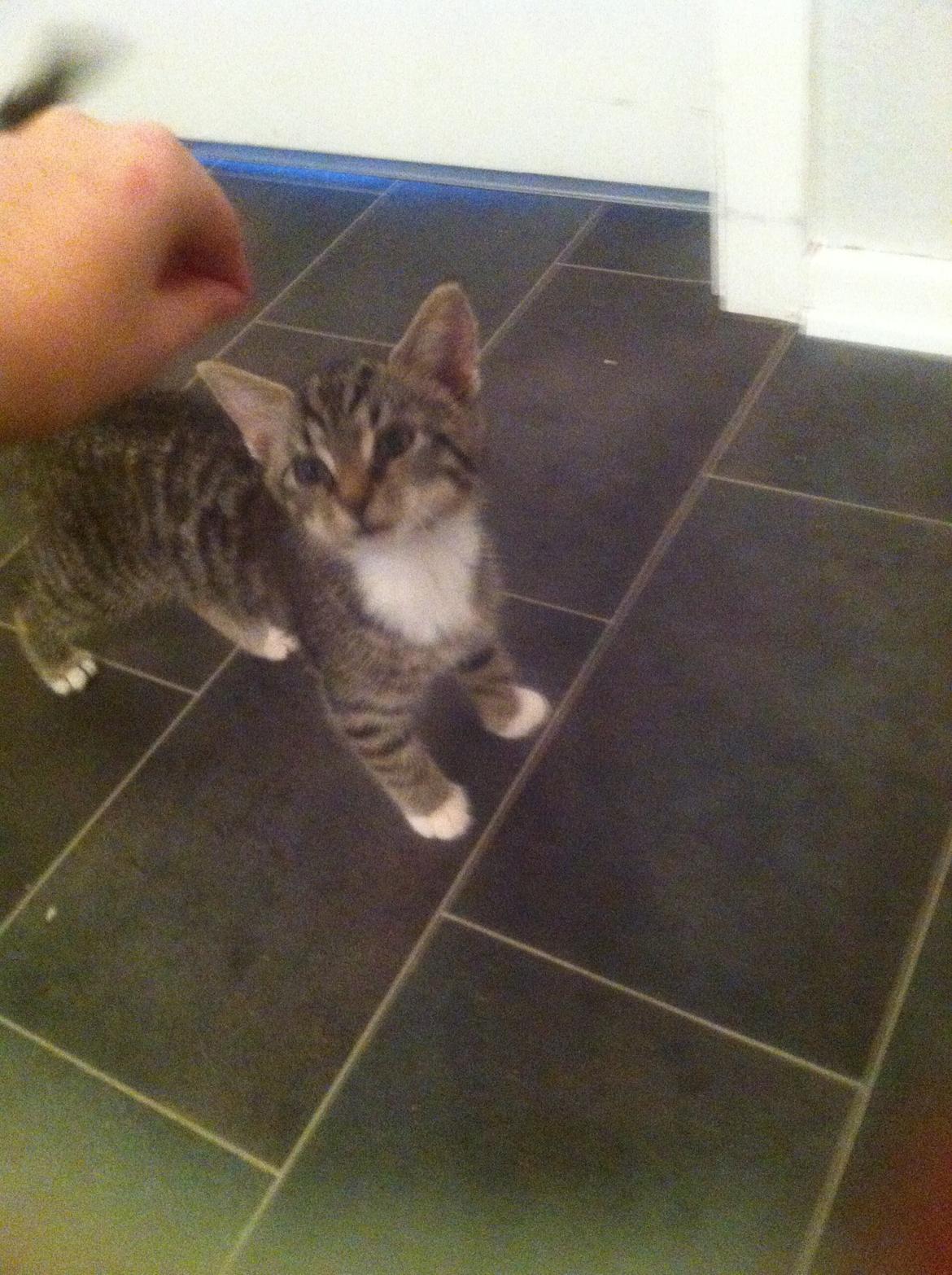 Blanding af racer Bella billede 3