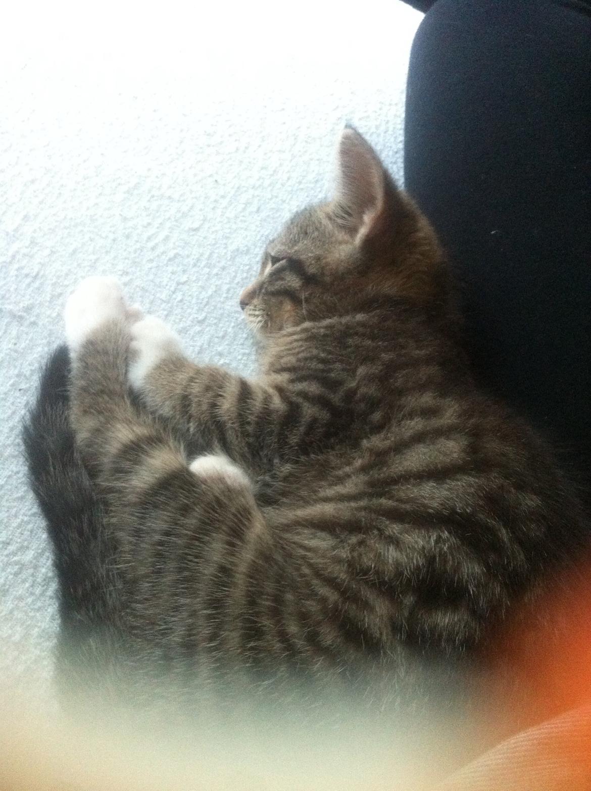 Blanding af racer Bella billede 4