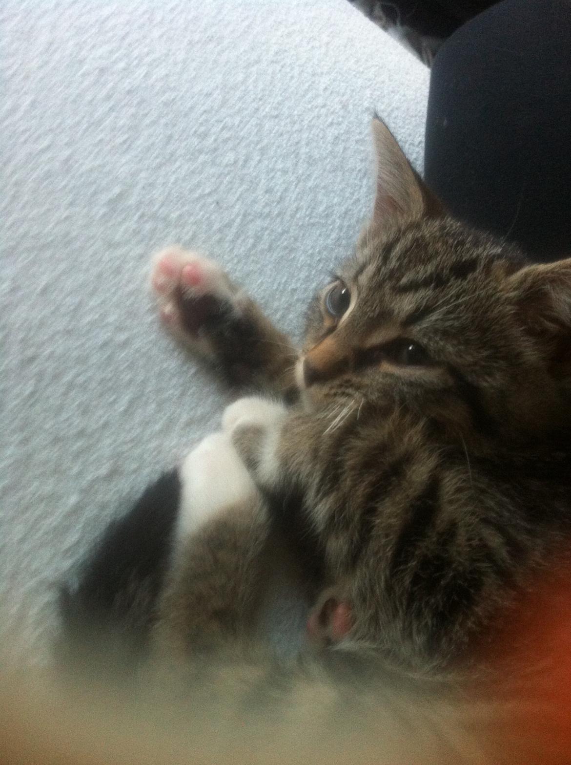 Blanding af racer Bella billede 5