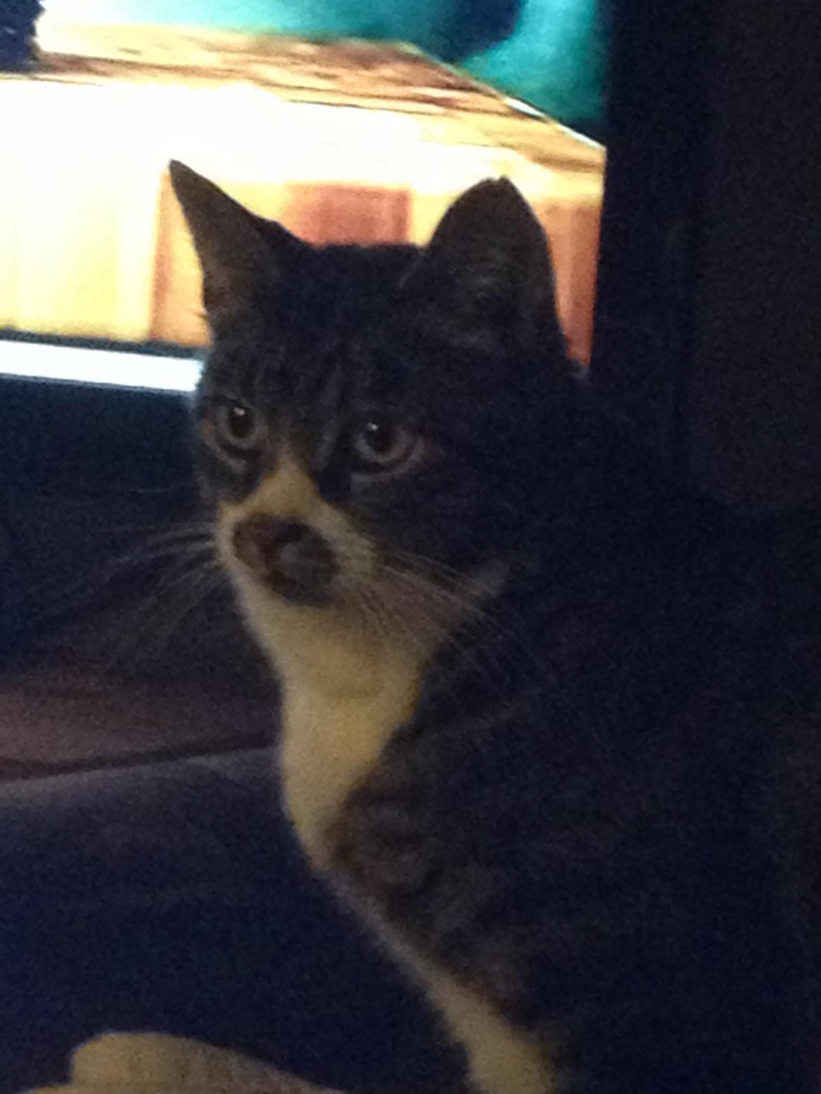 Huskat Jerry *RIP* <3  billede 21