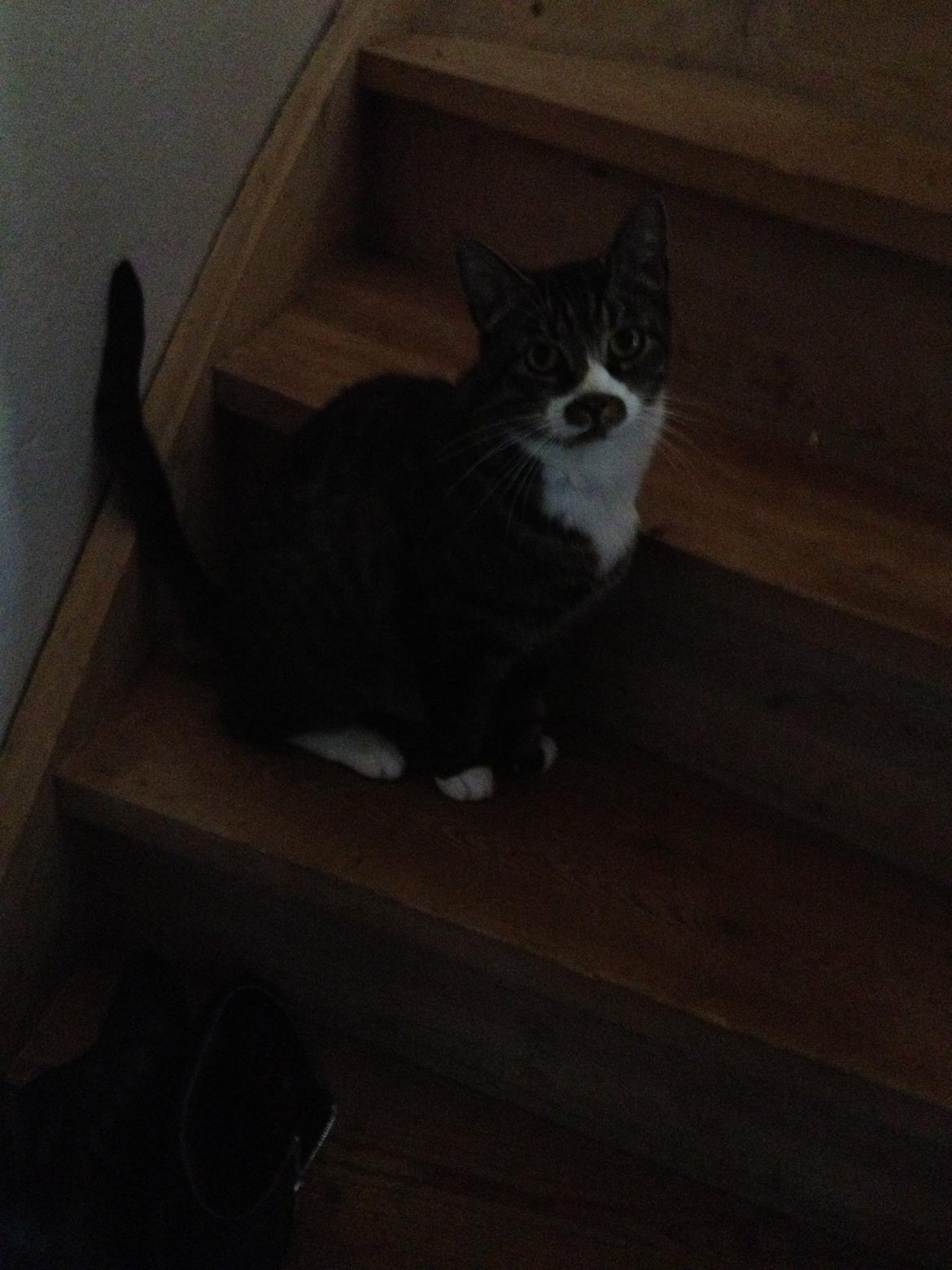 Huskat Jerry *RIP* <3  billede 22