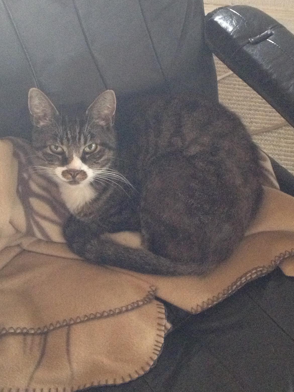 Huskat Jerry *RIP* <3  billede 23