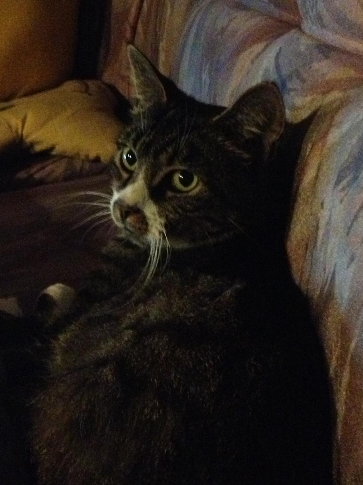 Huskat Jerry *RIP* <3  billede 24