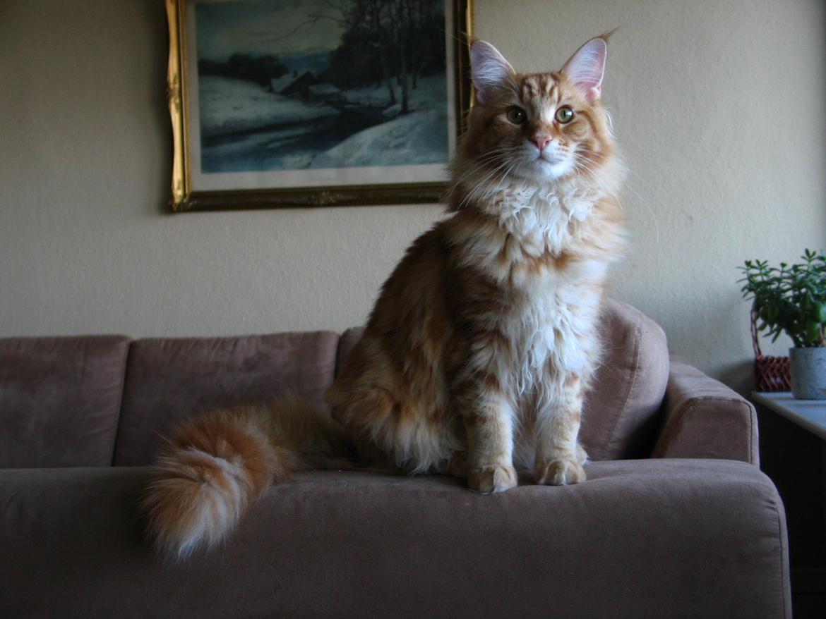 Maine Coon Elmer - knap 7 mnd. billede 22