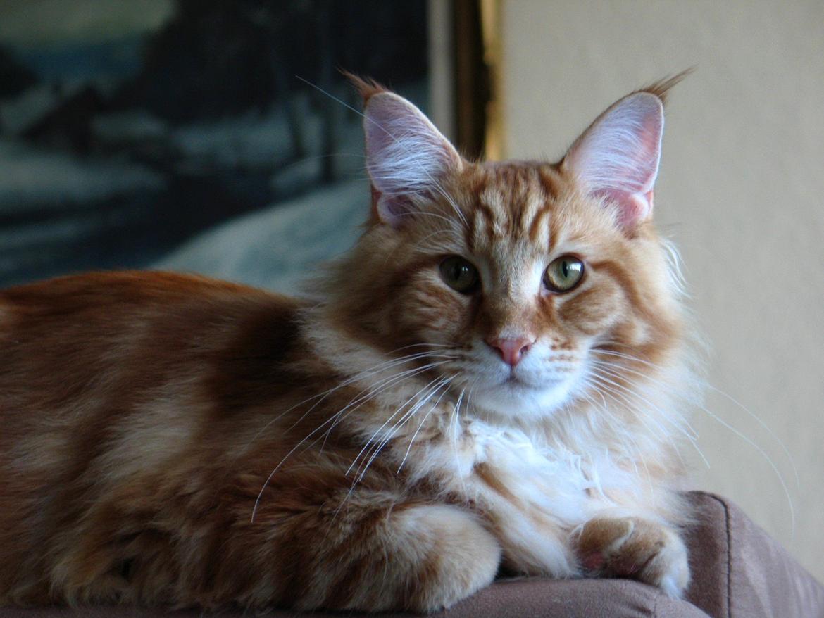 Maine Coon Elmer - knap 7 mnd. billede 23