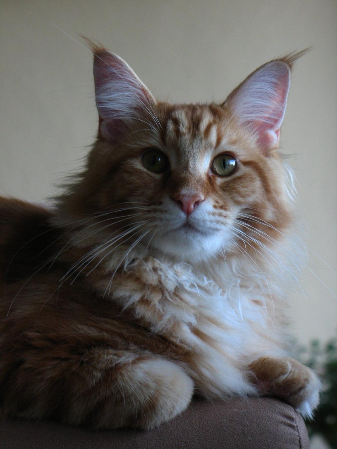 Maine Coon Elmer - knap 7 mnd. billede 24