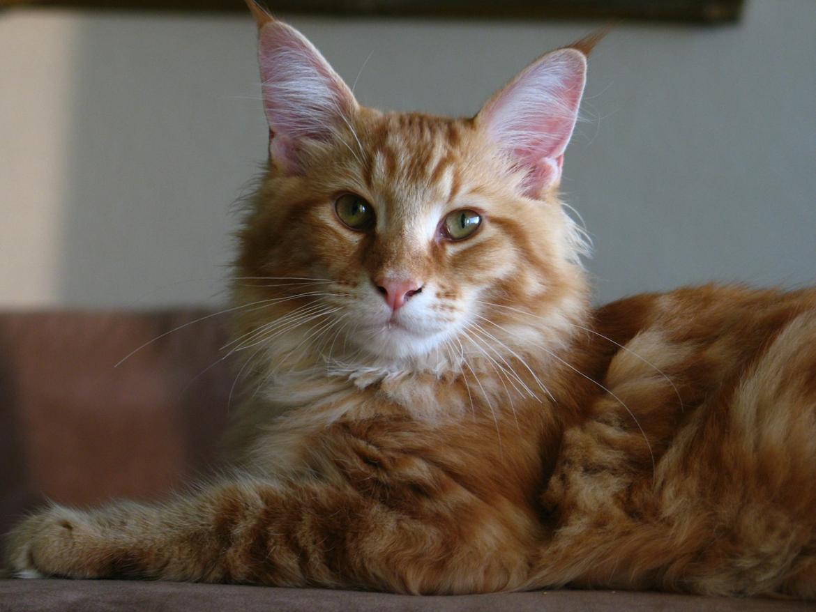 Maine Coon Elmer - 5 mnd.  billede 25