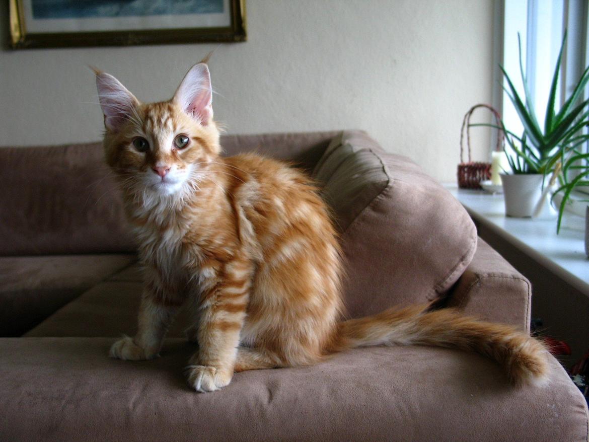 Maine Coon Elmer - 15 uger.  billede 26