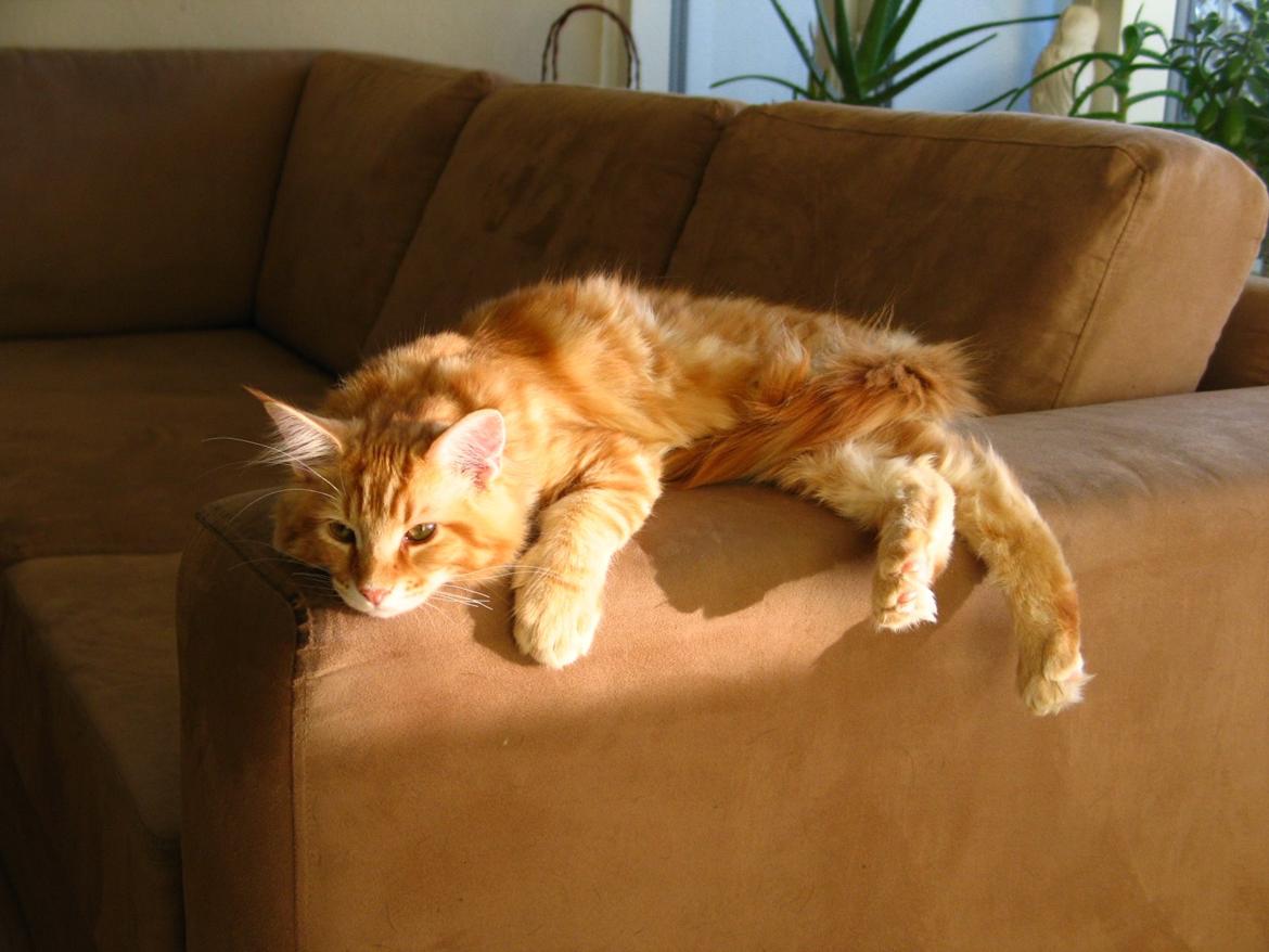 Maine Coon Elmer - 19.10.13 billede 27