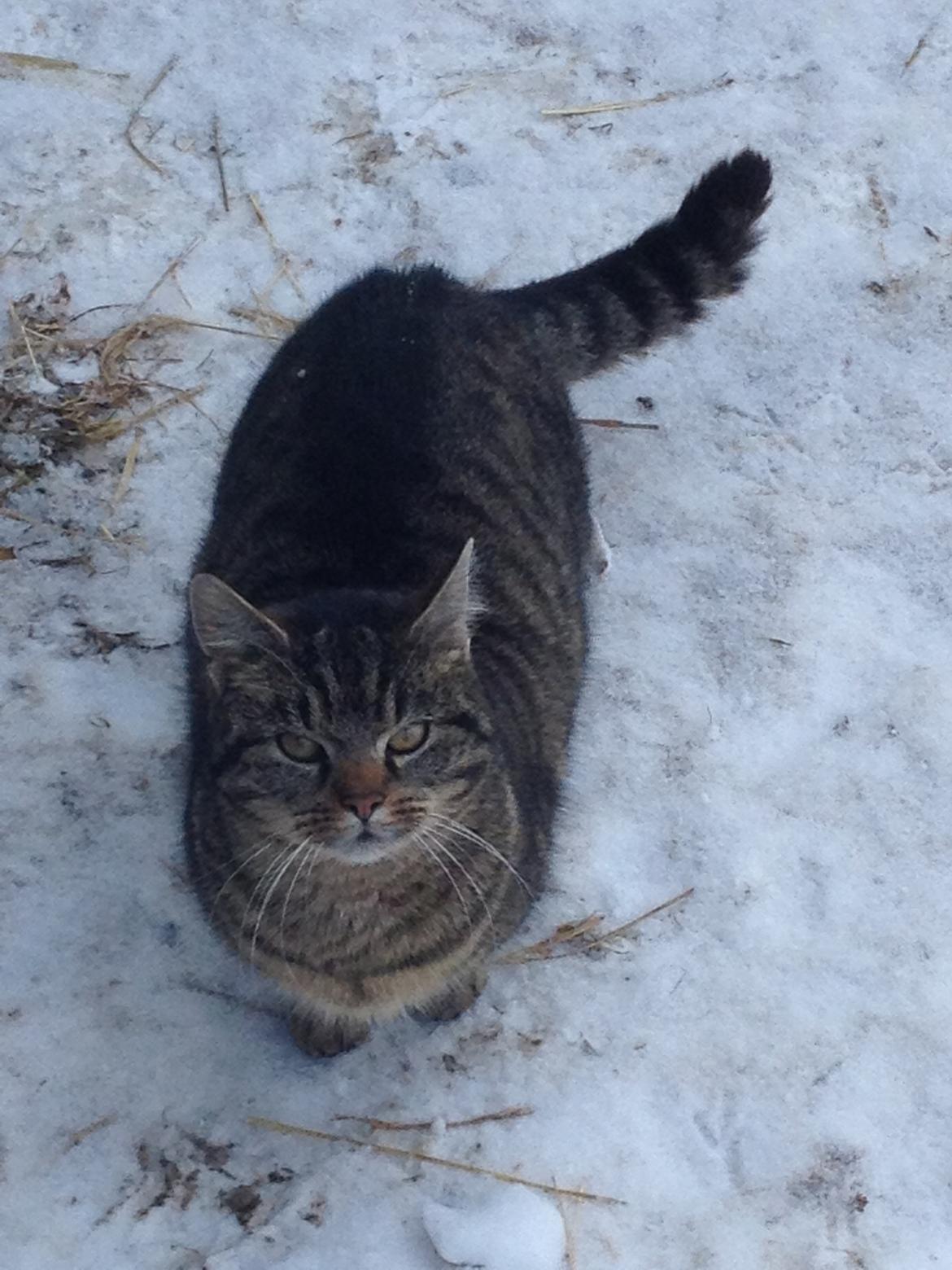 Blanding af racer Julle billede 7