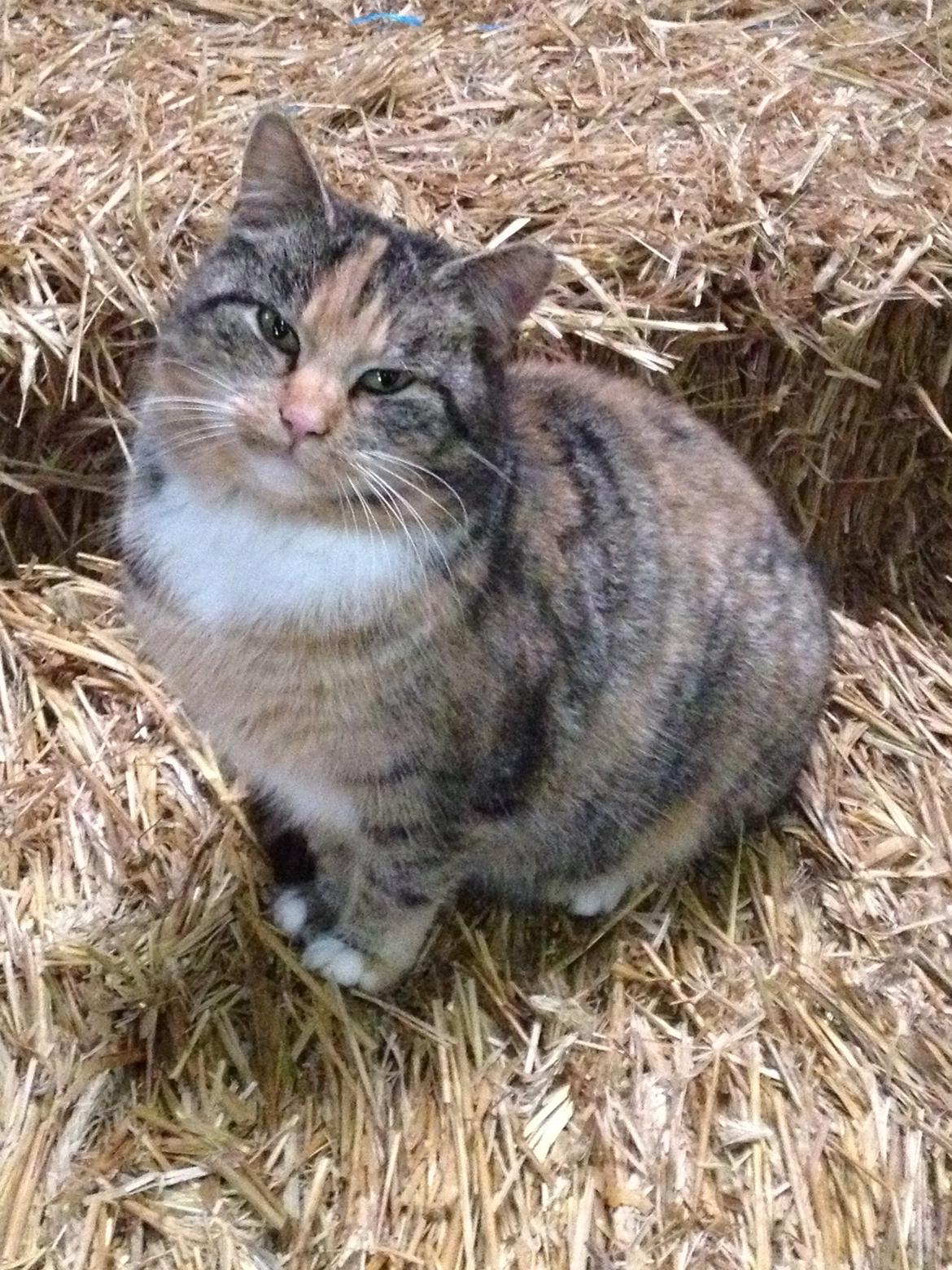 Huskat Katja *RIP* billede 19