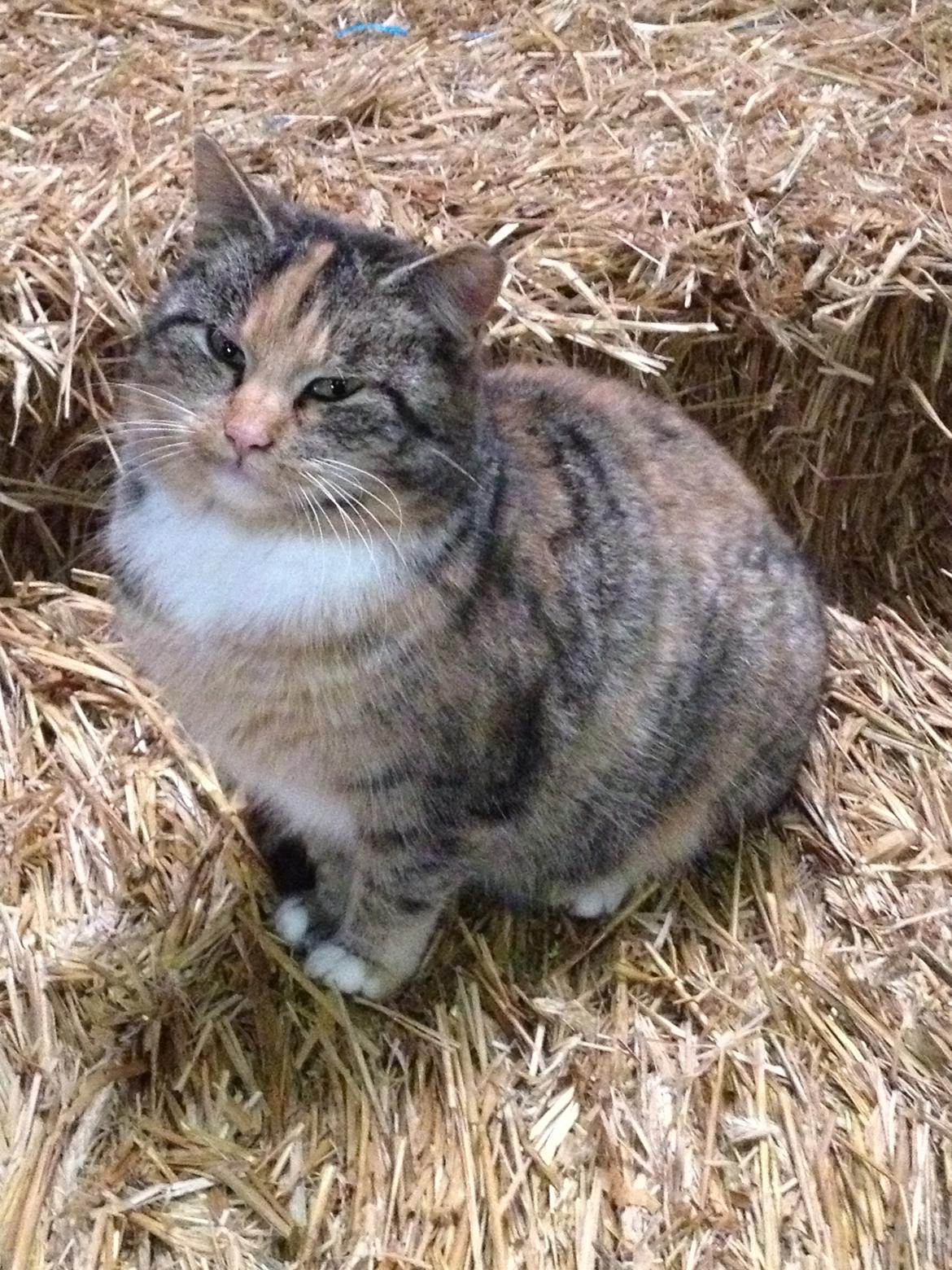 Huskat Katja *RIP* billede 20