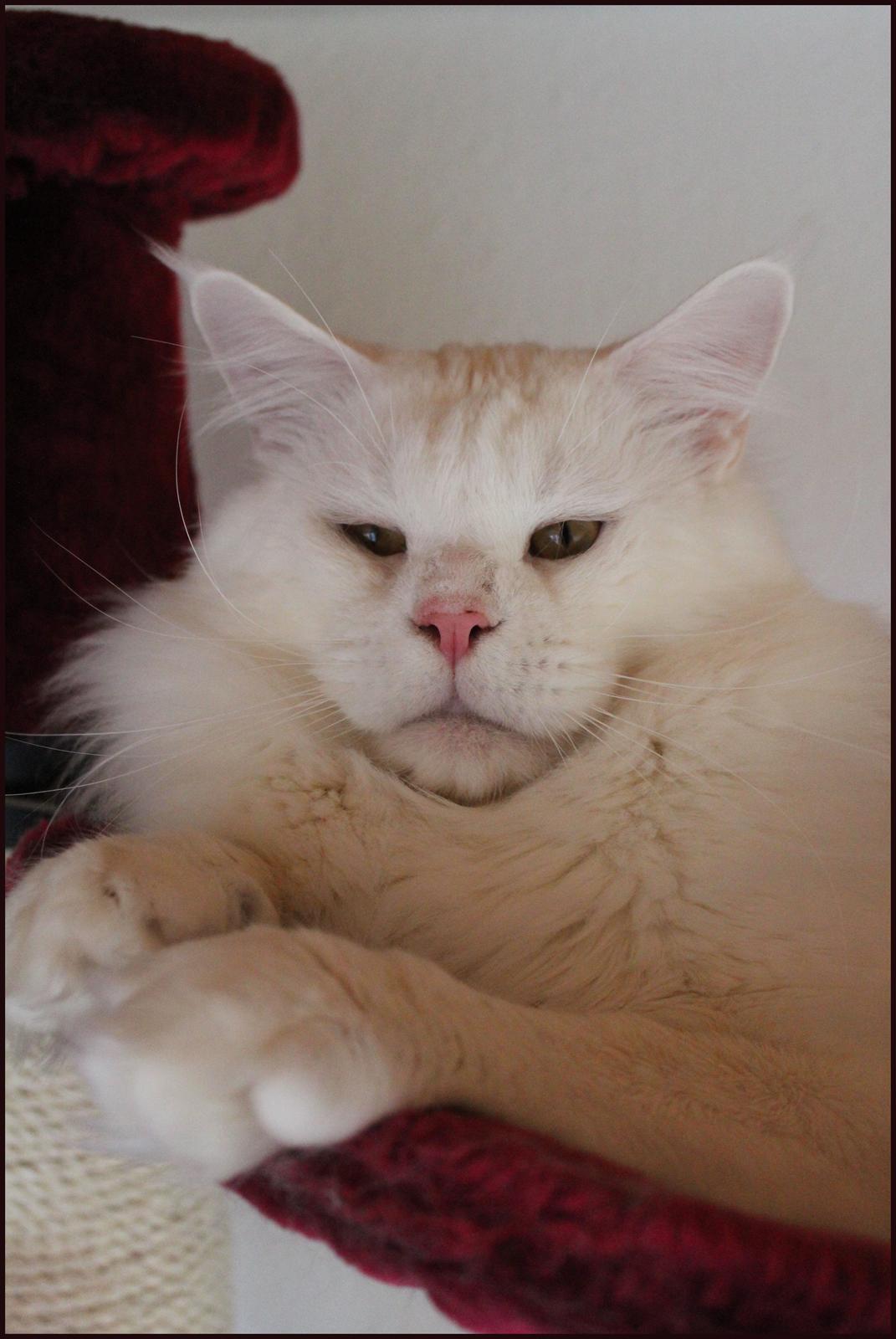 Maine Coon White Fang of Camusky Coon's billede 20