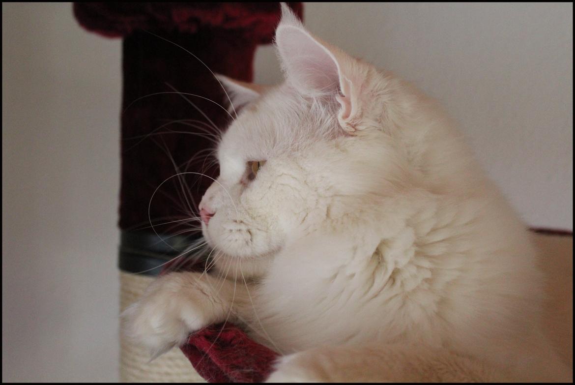 Maine Coon White Fang of Camusky Coon's billede 21