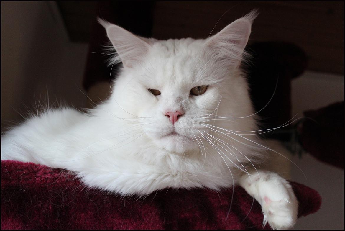 Maine Coon White Fang of Camusky Coon's billede 23