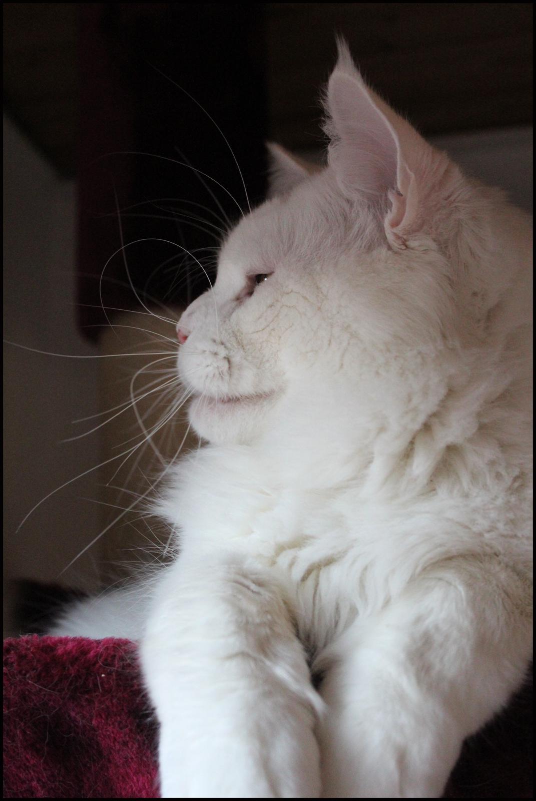 Maine Coon White Fang of Camusky Coon's billede 24