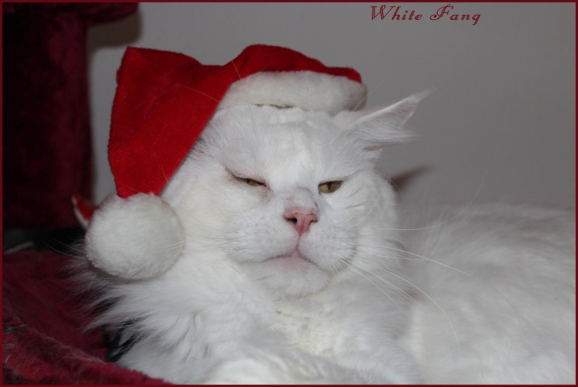 Maine Coon White Fang of Camusky Coon's billede 25