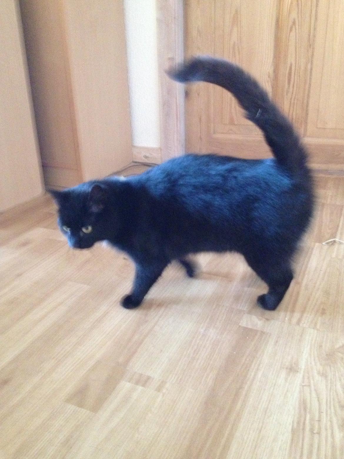 Huskat Black Jack <3 R.I.P. billede 22