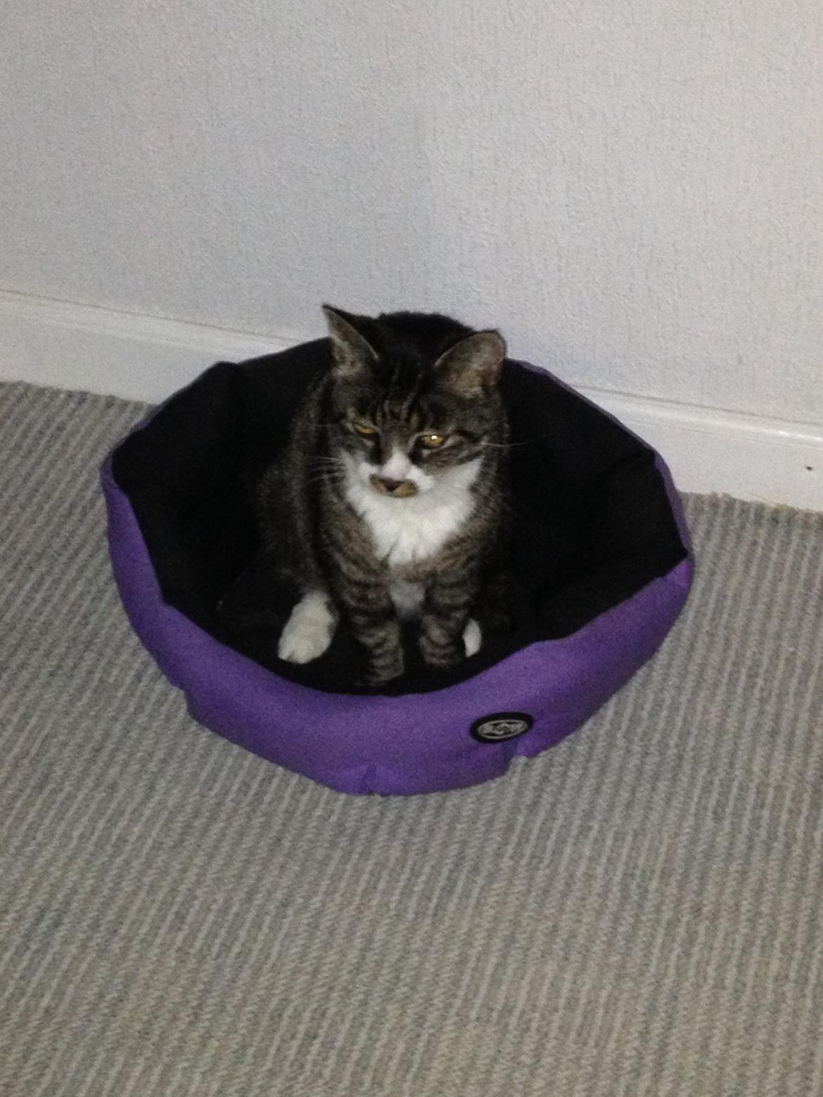 Huskat Jerry *RIP* <3  billede 26