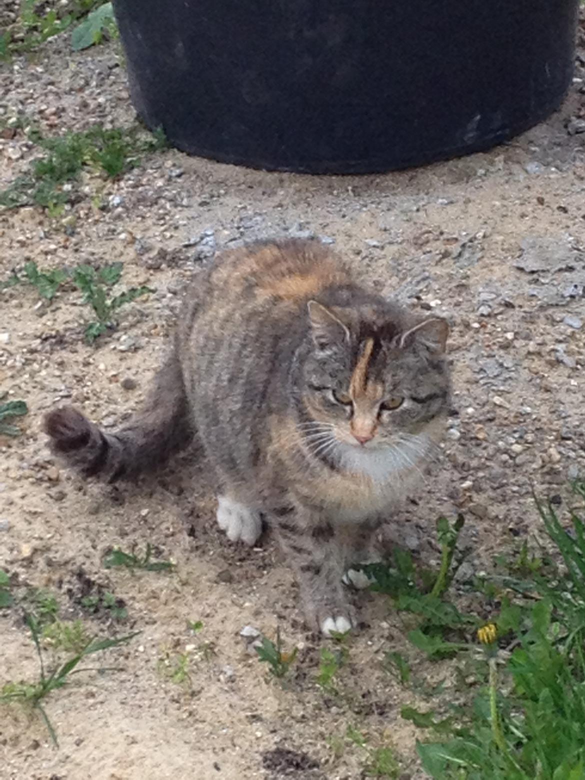 Huskat Katja *RIP* billede 21