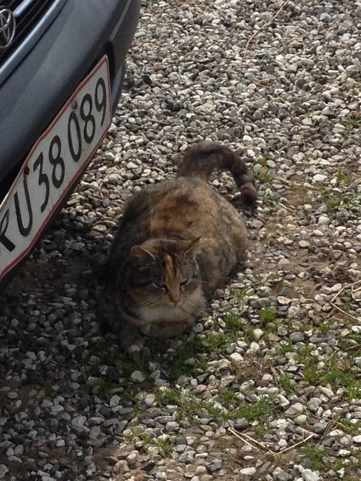 Huskat Katja *RIP* billede 22