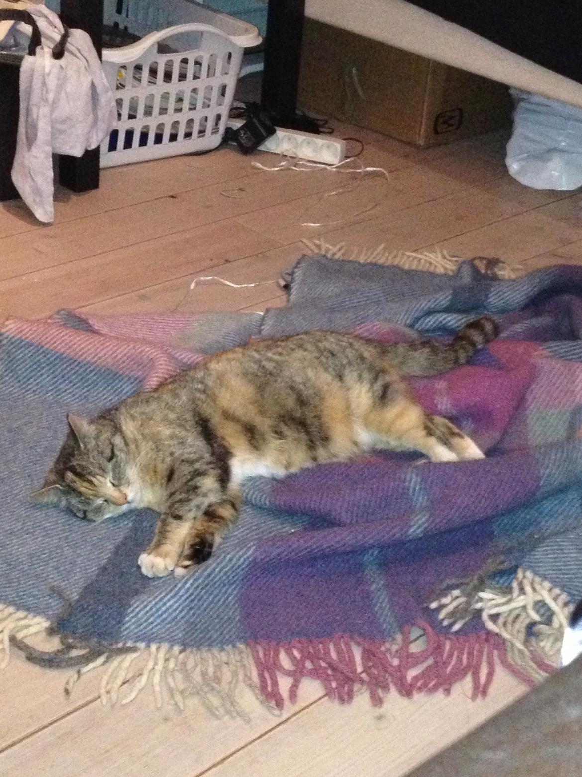 Huskat Katja *RIP* billede 23