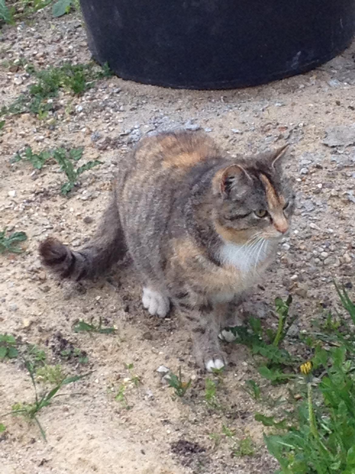 Huskat Katja *RIP* billede 24