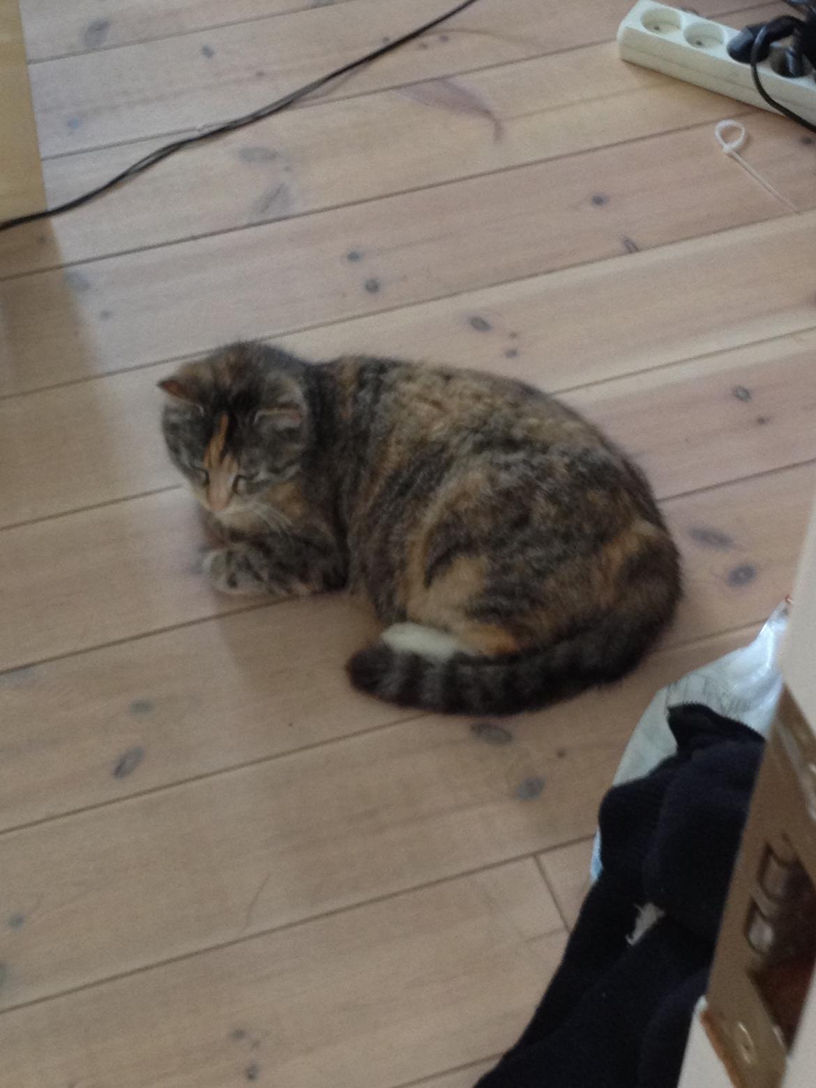 Huskat Katja *RIP* billede 25