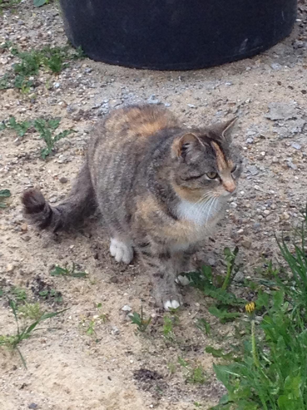 Huskat Katja *RIP* billede 26