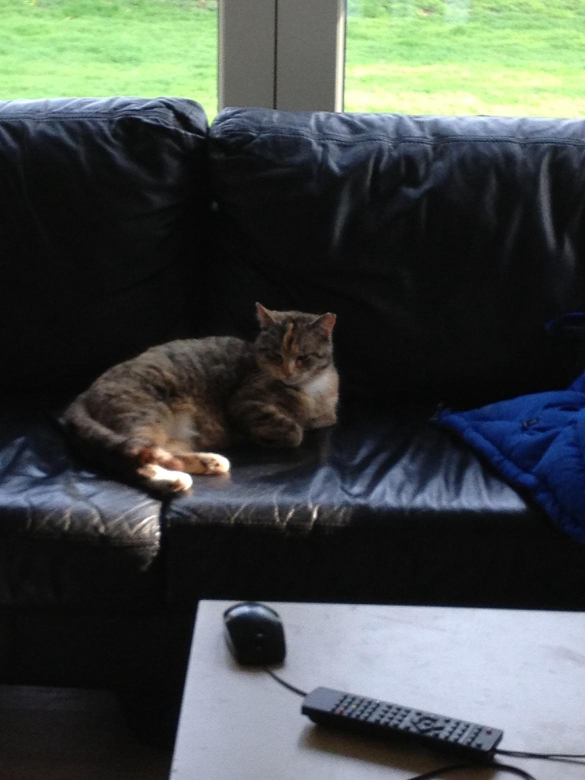 Huskat Katja *RIP* billede 27