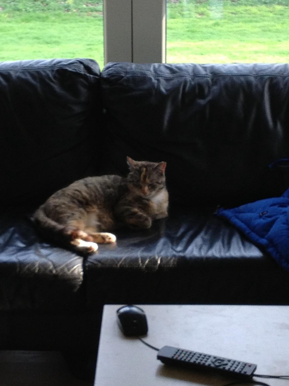 Huskat Katja *RIP* billede 28