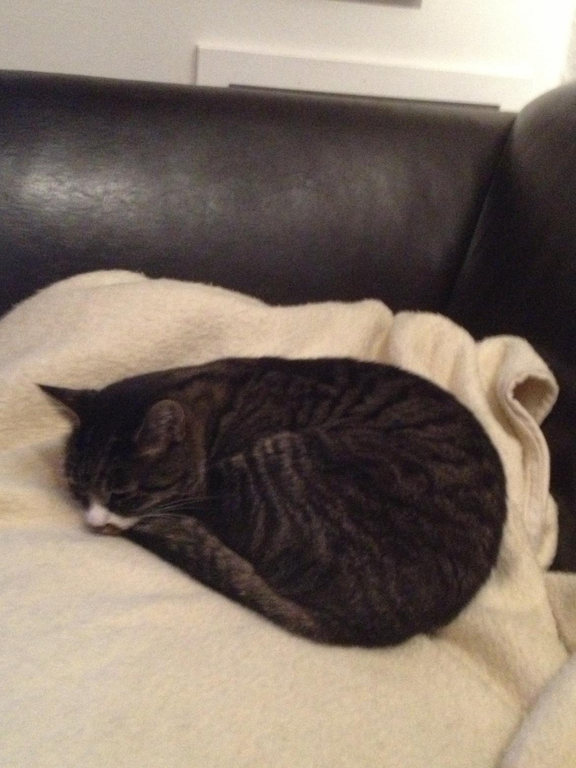 Huskat Jerry *RIP* <3  billede 27