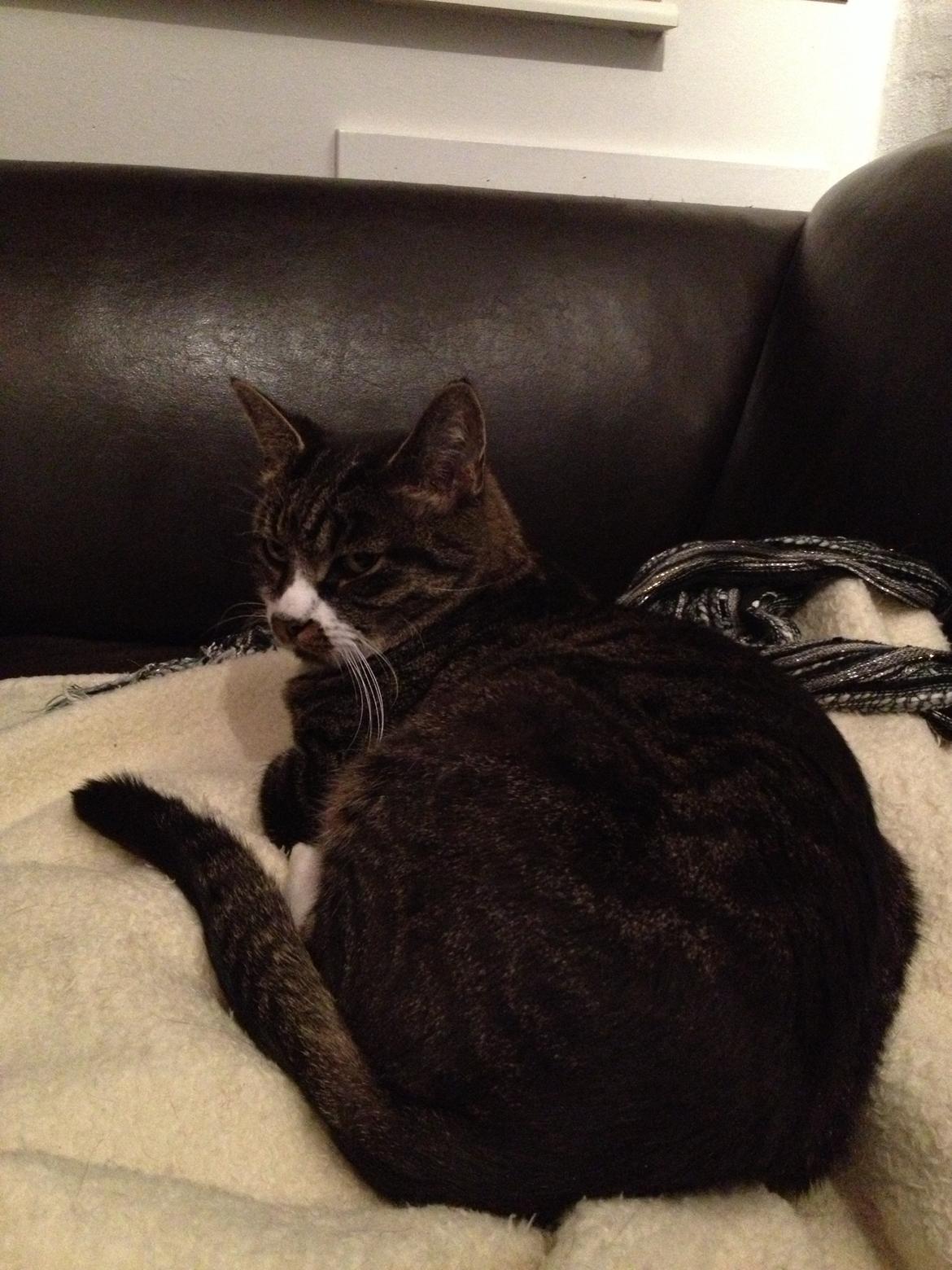 Huskat Jerry *RIP* <3  billede 28