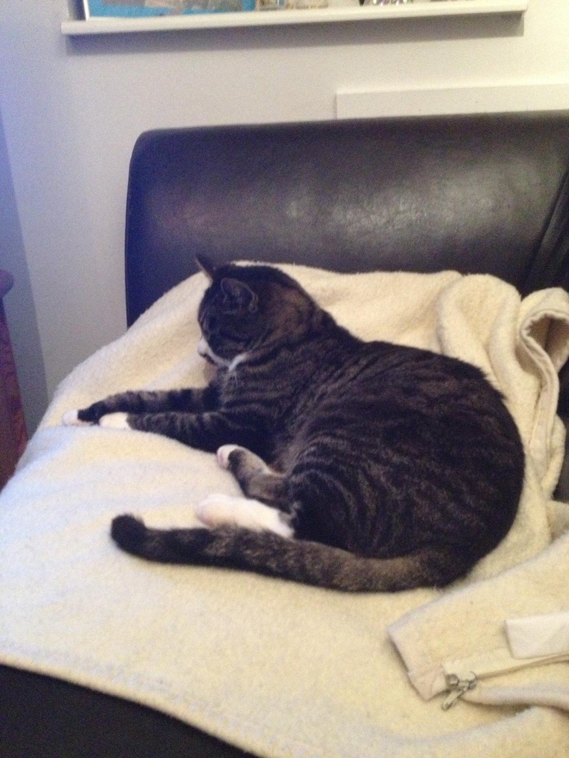 Huskat Jerry *RIP* <3  billede 29