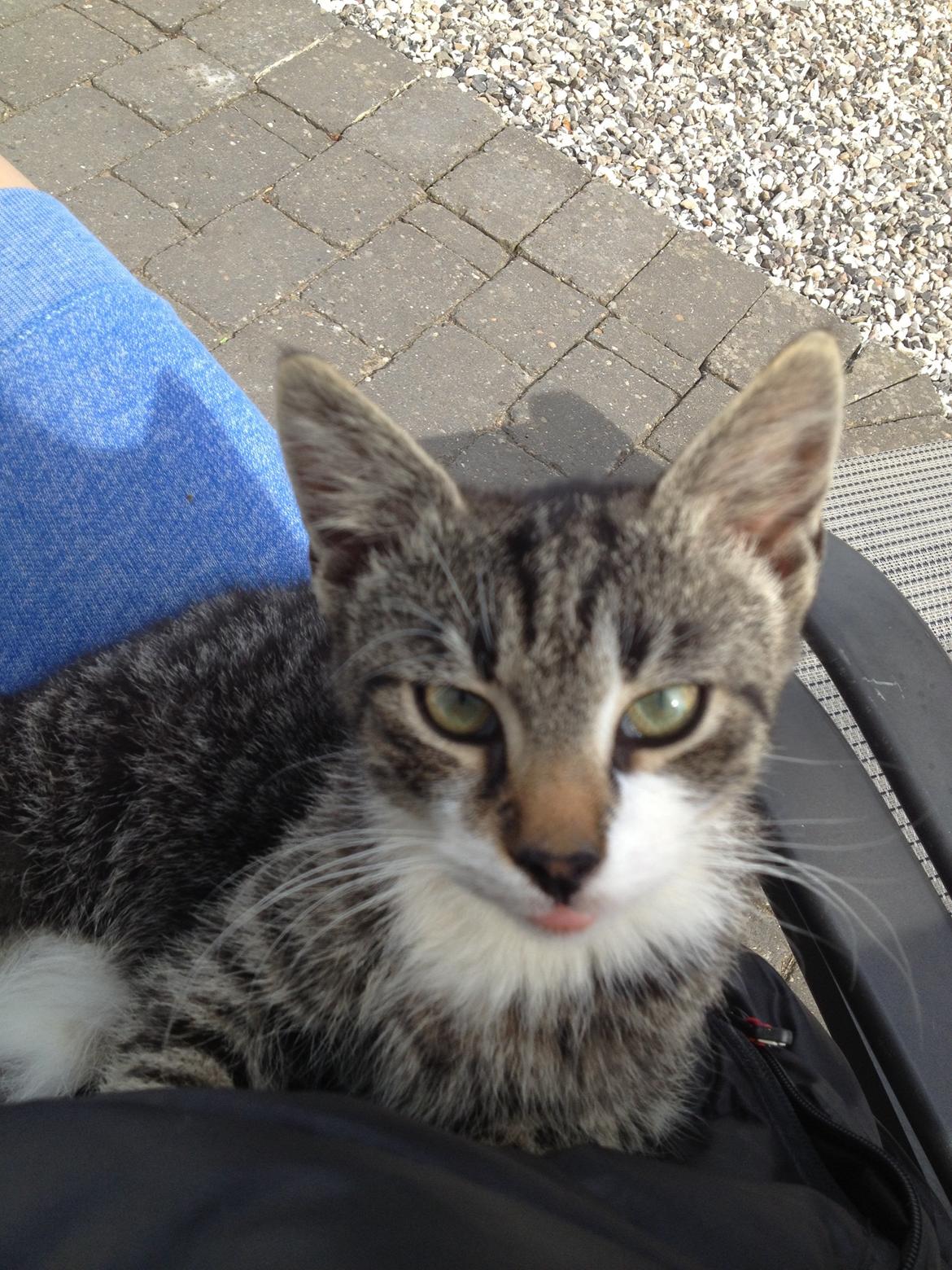 Huskat Charlie  billede 1