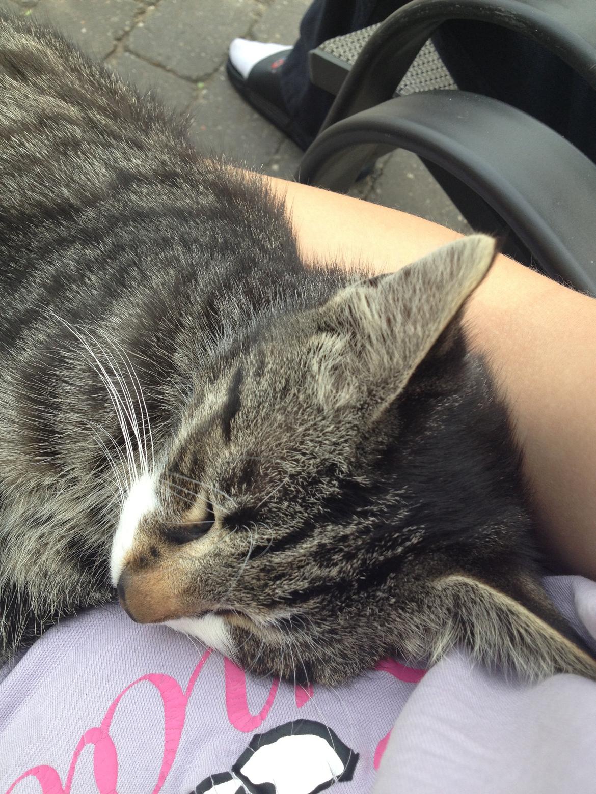 Huskat Charlie  billede 2