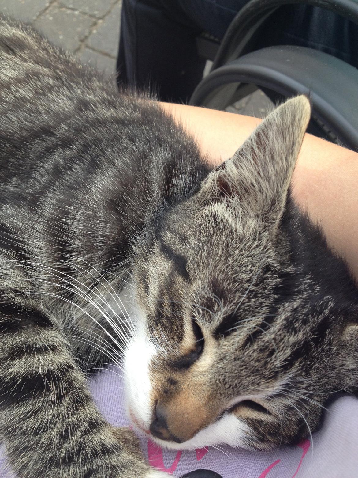 Huskat Charlie  billede 3