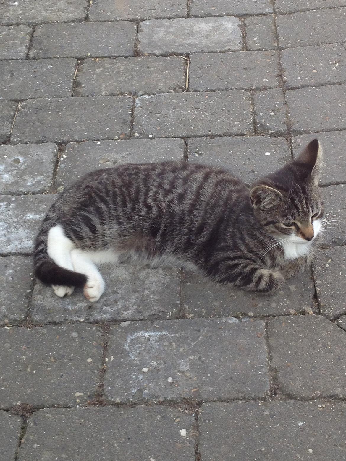 Huskat Charlie  billede 4