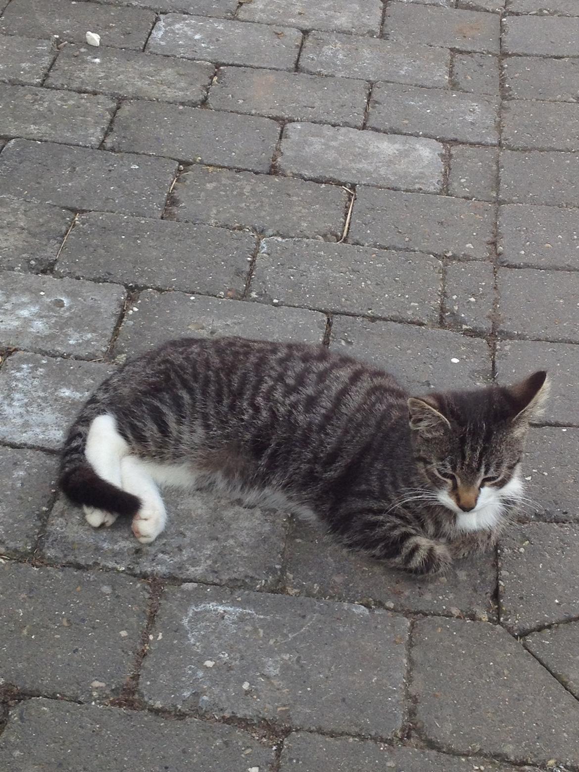 Huskat Charlie  billede 5