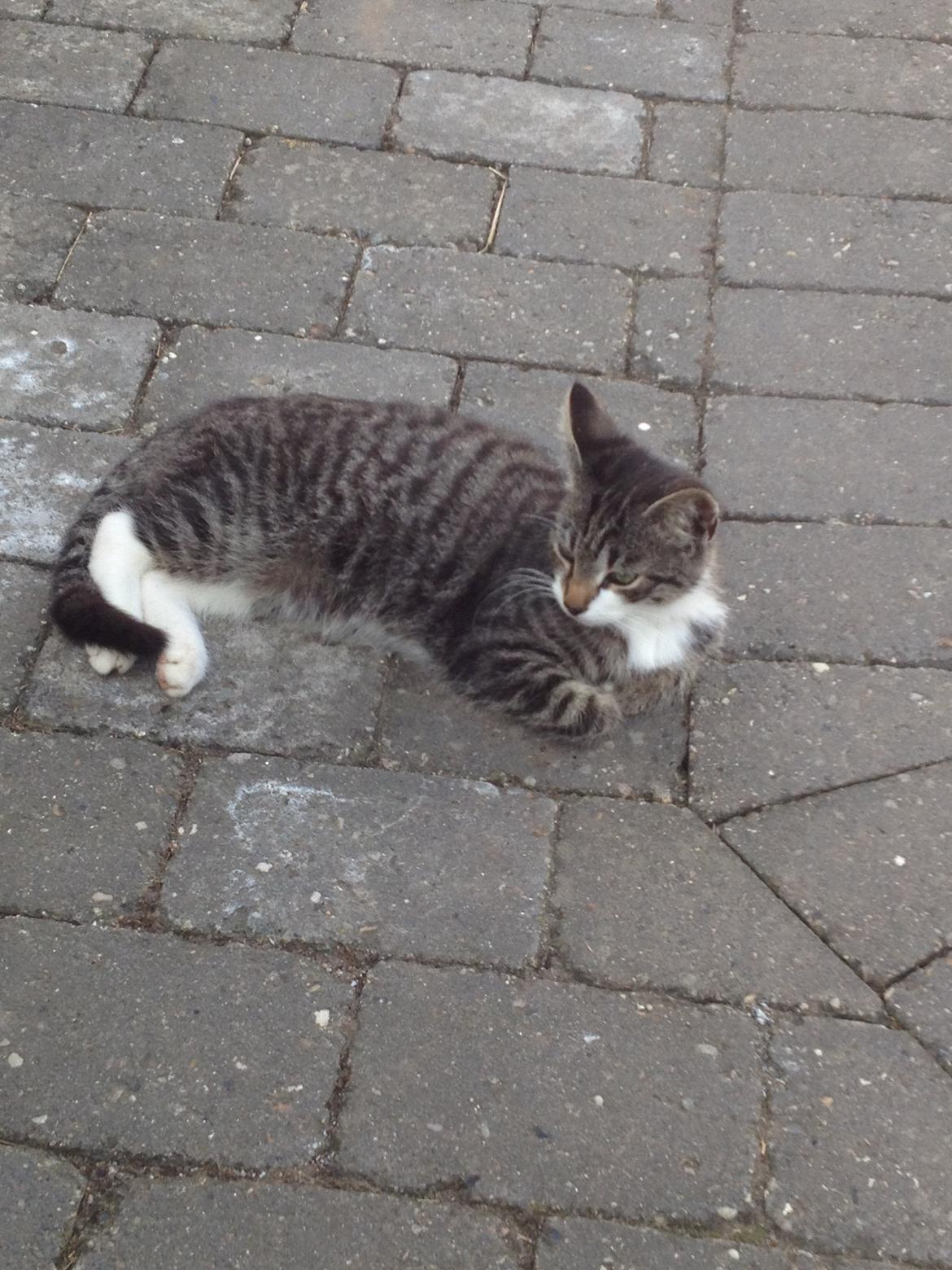 Huskat Charlie  billede 6