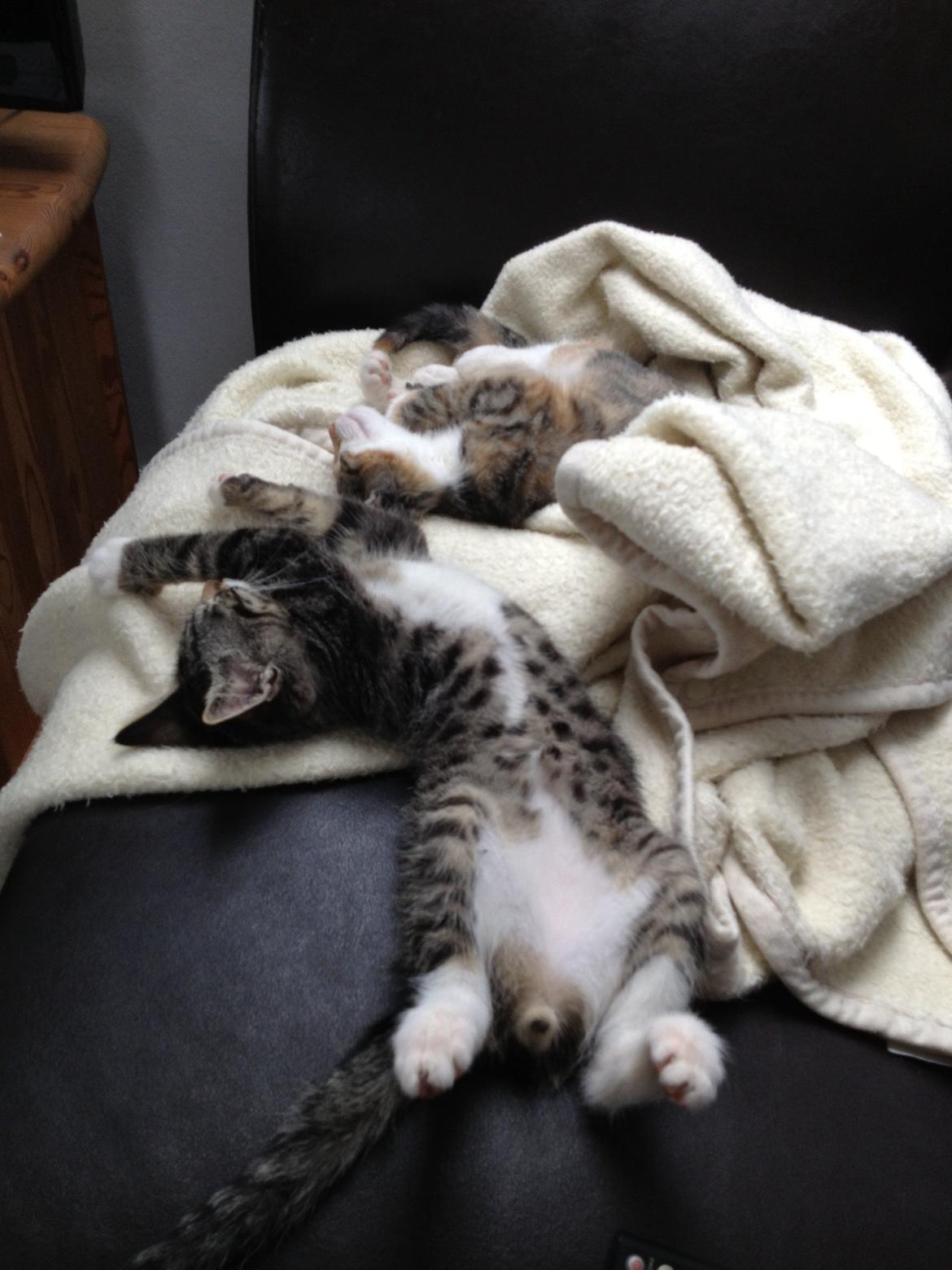 Huskat Charlie  billede 7